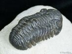 Detailed Phacops Speculator Trilobite - Great Eyes #3123-5